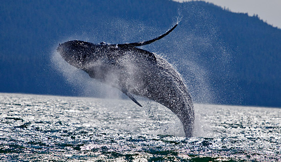 whale tour in alaska