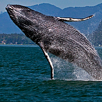 jumping whale in alaska