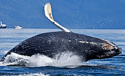 whale tail submerged in alaska