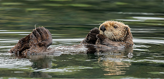 sea otter relaxing 