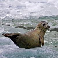 seal pup on ice in alaska