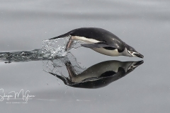 18x9-penguin