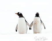 20192711_Danco_byShayneMcGuire-16