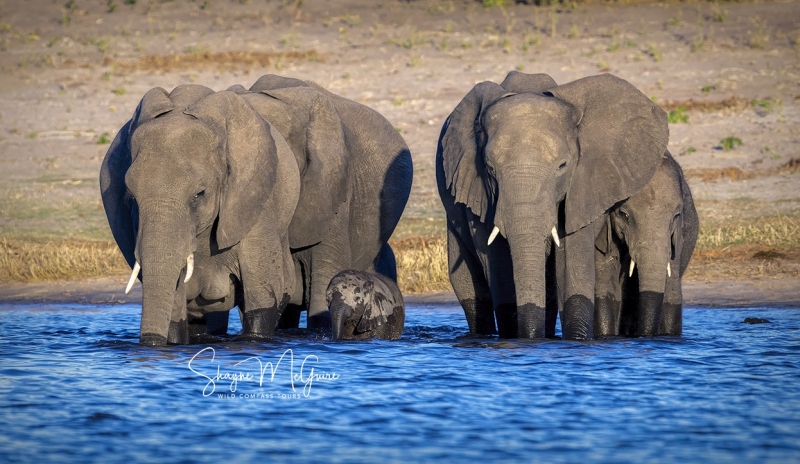 Botswana-2021-Tour_Wild-Compass-Tours-15