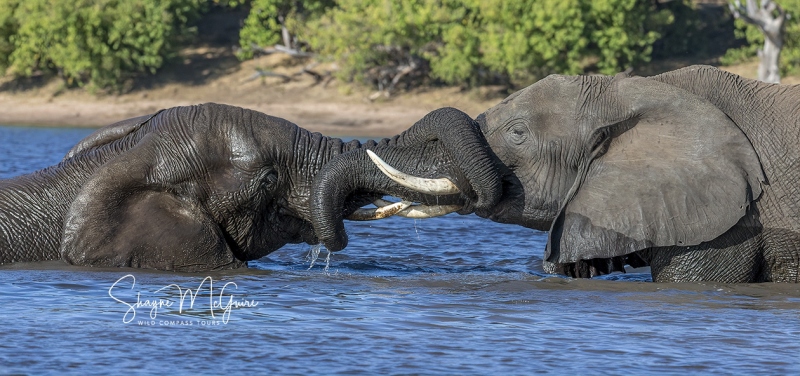 Botswana-2021-Tour_Wild-Compass-Tours-41