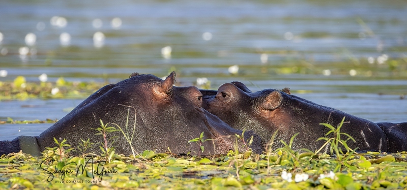 Botswana-2021-Tour_Wild-Compass-Tours-49