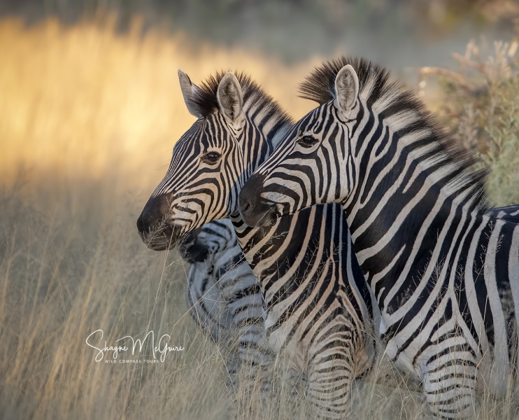 Botswana-2021-Tour_Wild-Compass-Tours-54