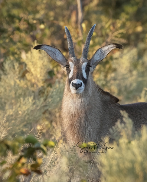 Botswana-2021-Tour_Wild-Compass-Tours-55