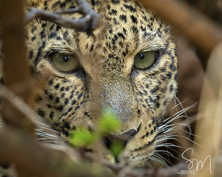 8x10-lepoardface-canvas