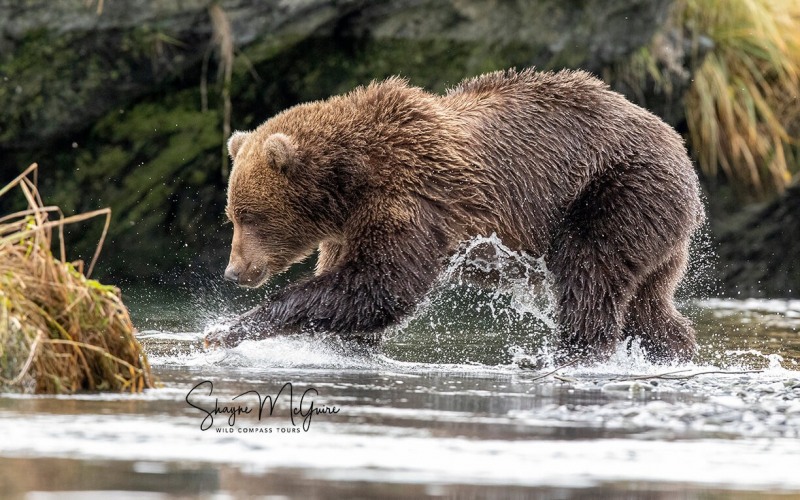 Kodiak-2022-Tour_Wild-Compass-Tours-12