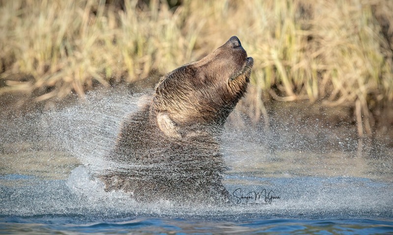 Kodiak-2022-Tour_Wild-Compass-Tours-17