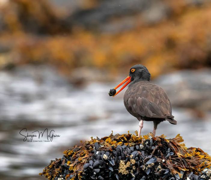 Kodiak-2022-Tour_Wild-Compass-Tours-18