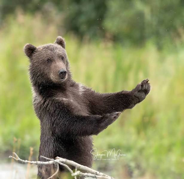 Kodiak-2022-Tour_Wild-Compass-Tours-2