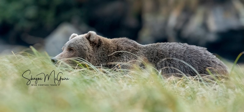 Kodiak-2022-Tour_Wild-Compass-Tours-30