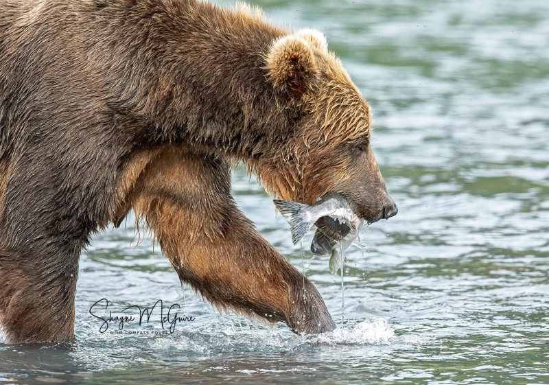 Kodiak-2022-Tour_Wild-Compass-Tours-41