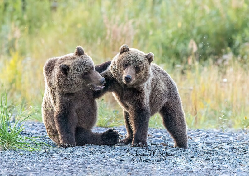 Kodiak-2022-Tour_Wild-Compass-Tours-51