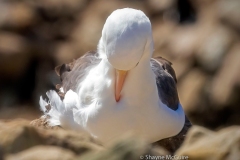 day5newislandalbatros