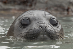 sealeye