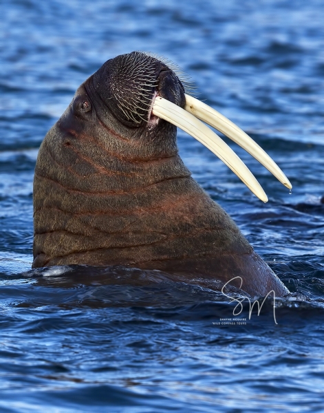 WALRUS